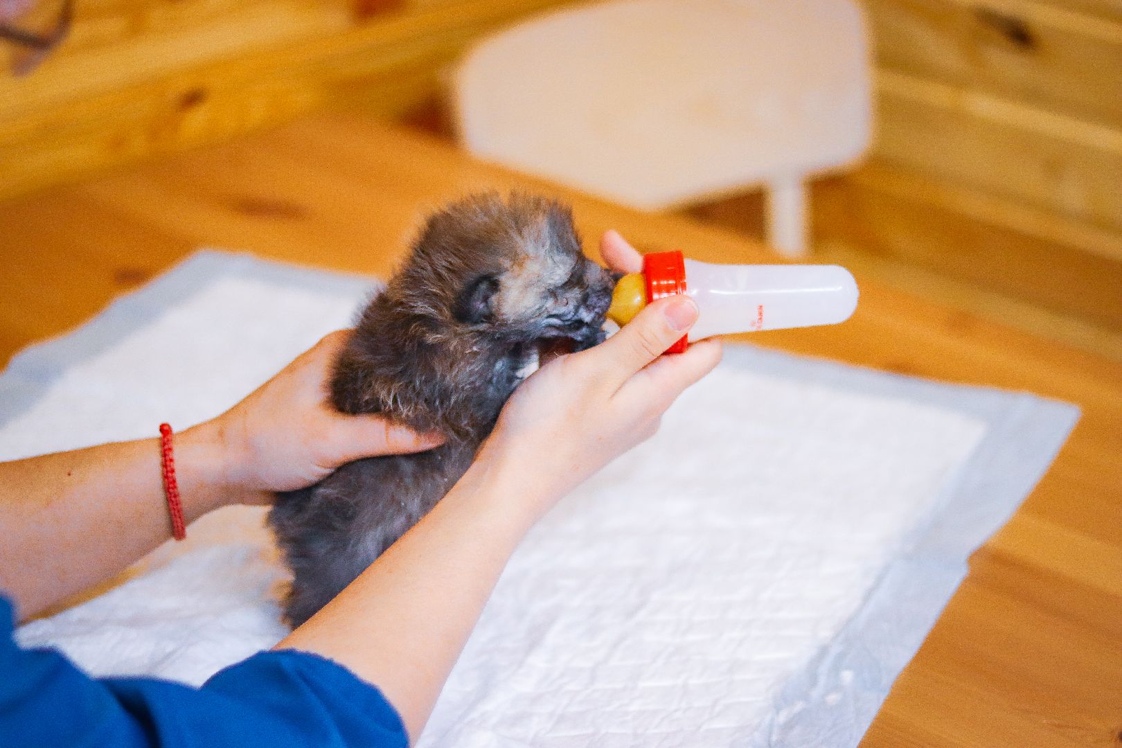 Клин, общество, животные, спасение животных, экология,