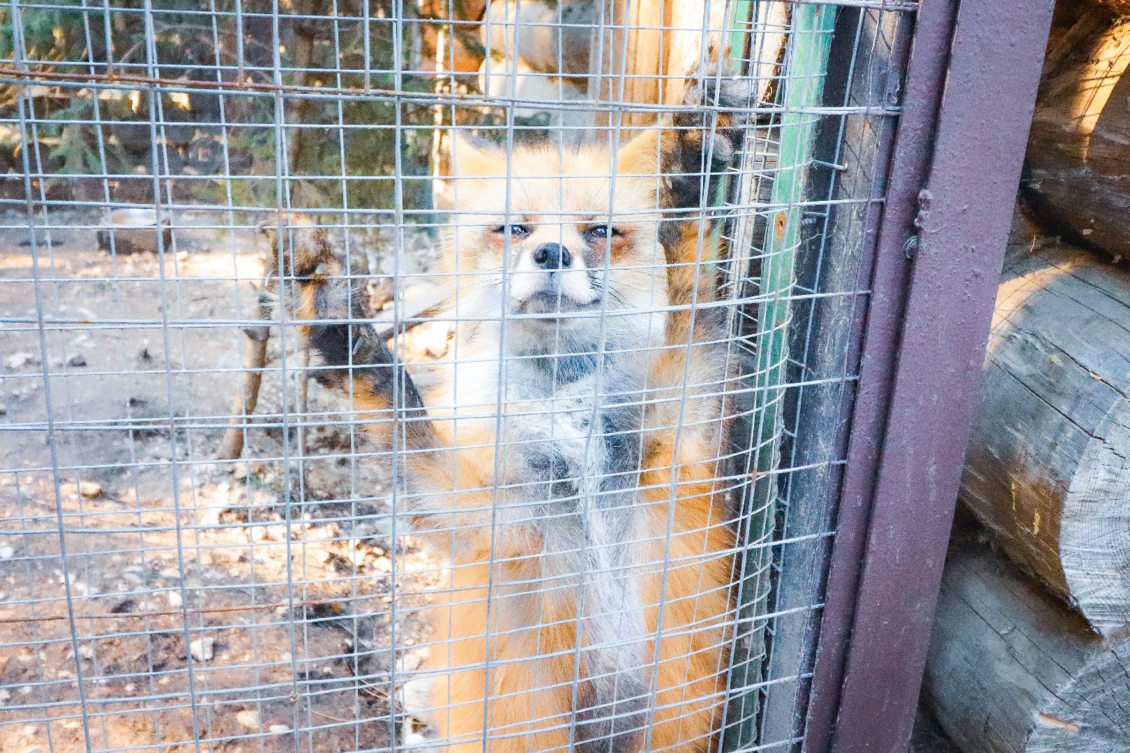 Клин, общество, животные, спасение животных, экология,