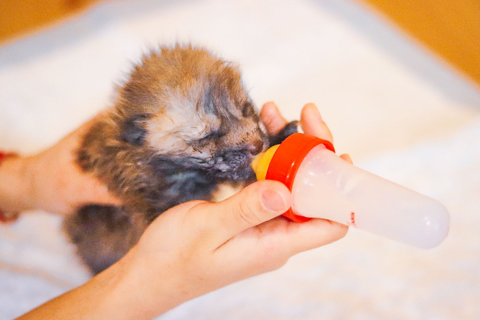 Клин, общество, животные, спасение животных, экология,