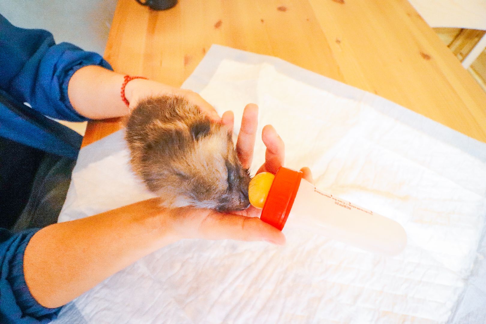 Клин, общество, животные, спасение животных, экология,