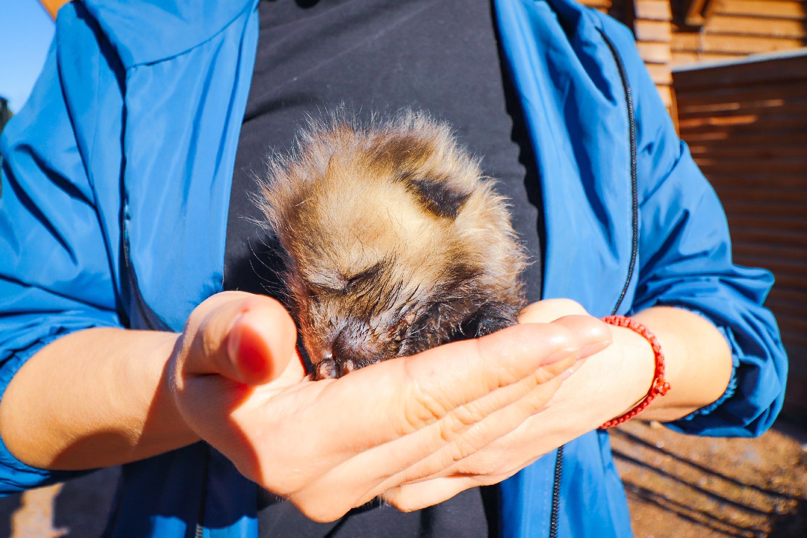 Клин, общество, животные, спасение животных, экология,