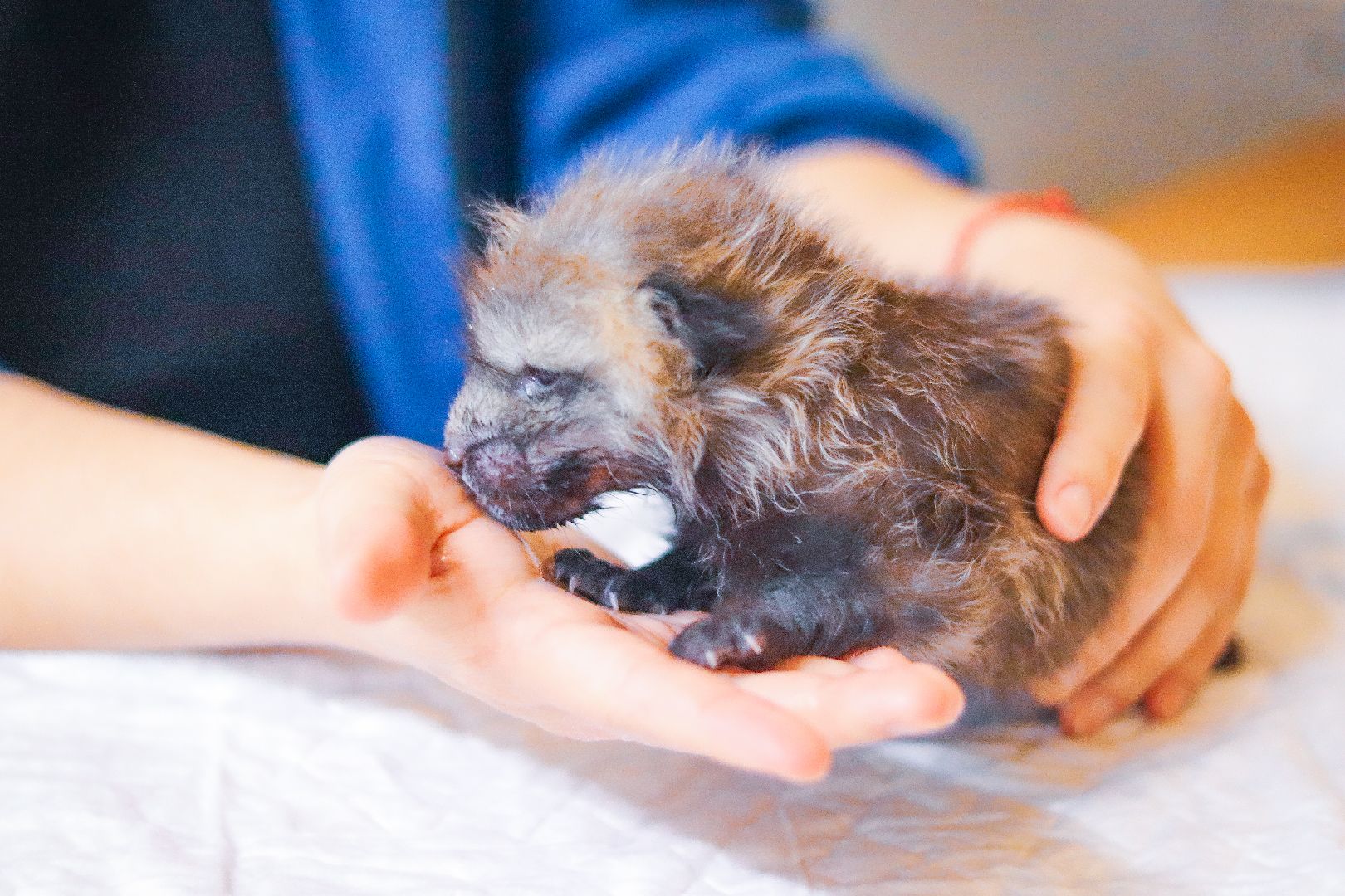 Клин, общество, животные, спасение животных, экология,