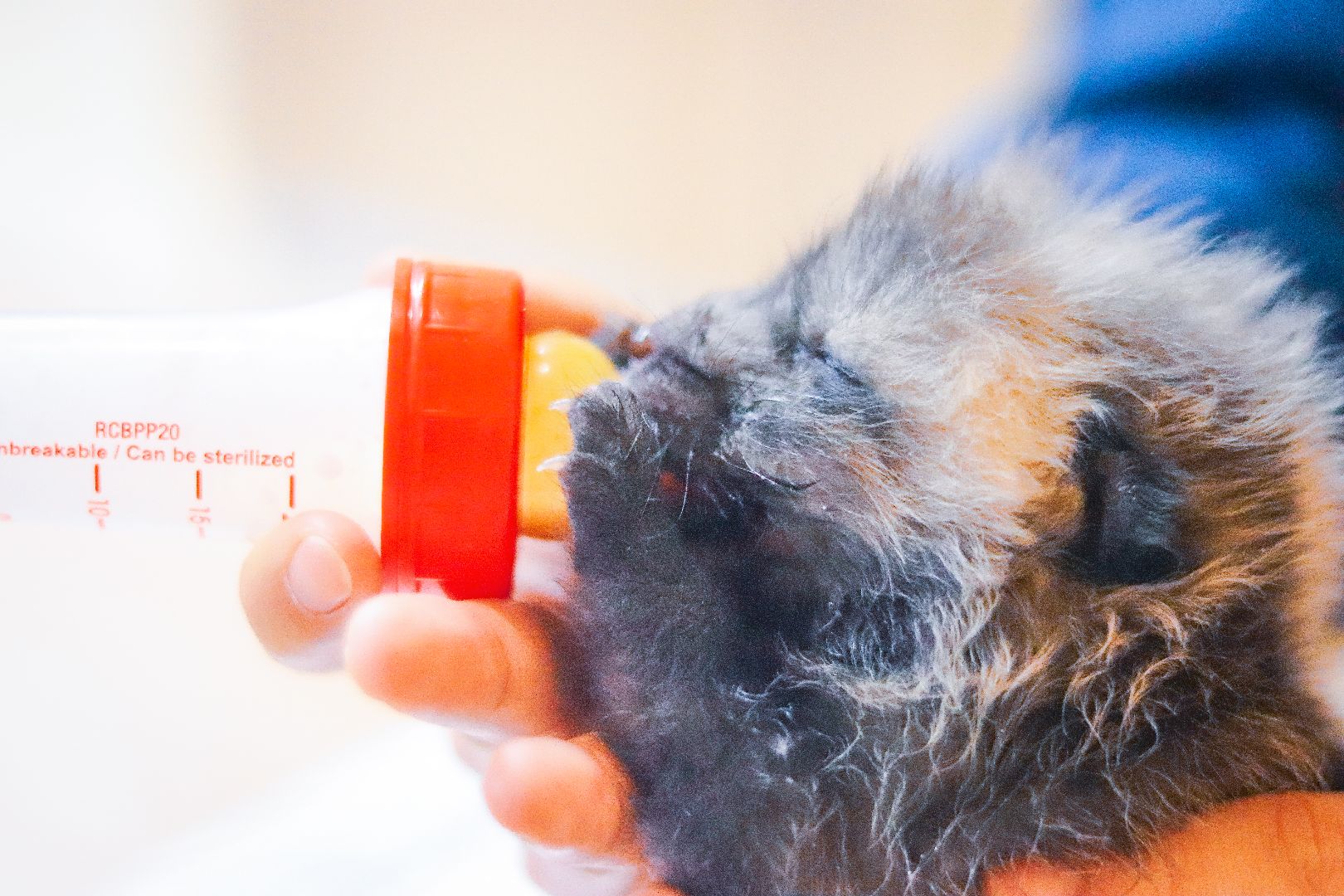 Клин, общество, животные, спасение животных, экология,