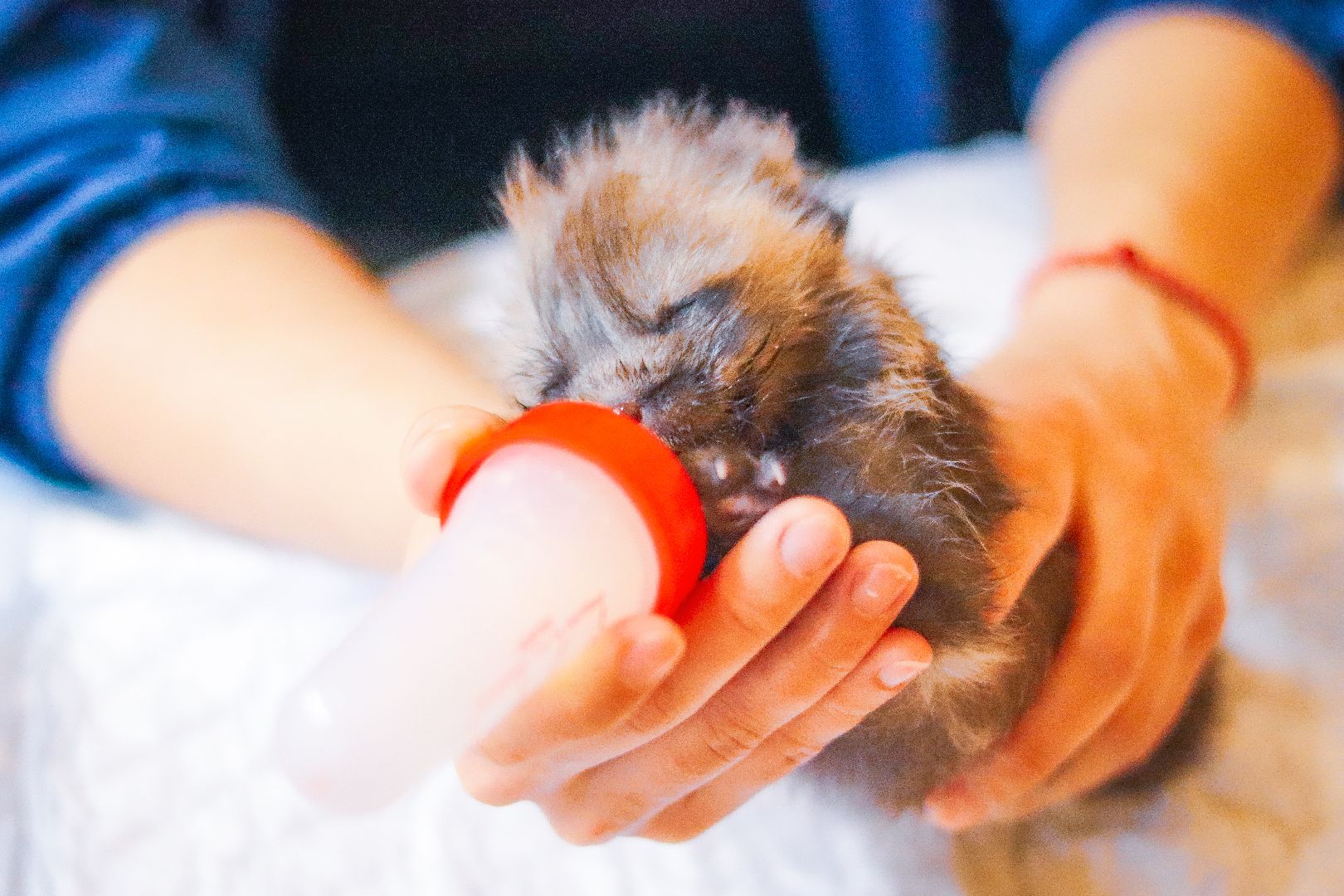 Клин, общество, животные, спасение животных, экология,