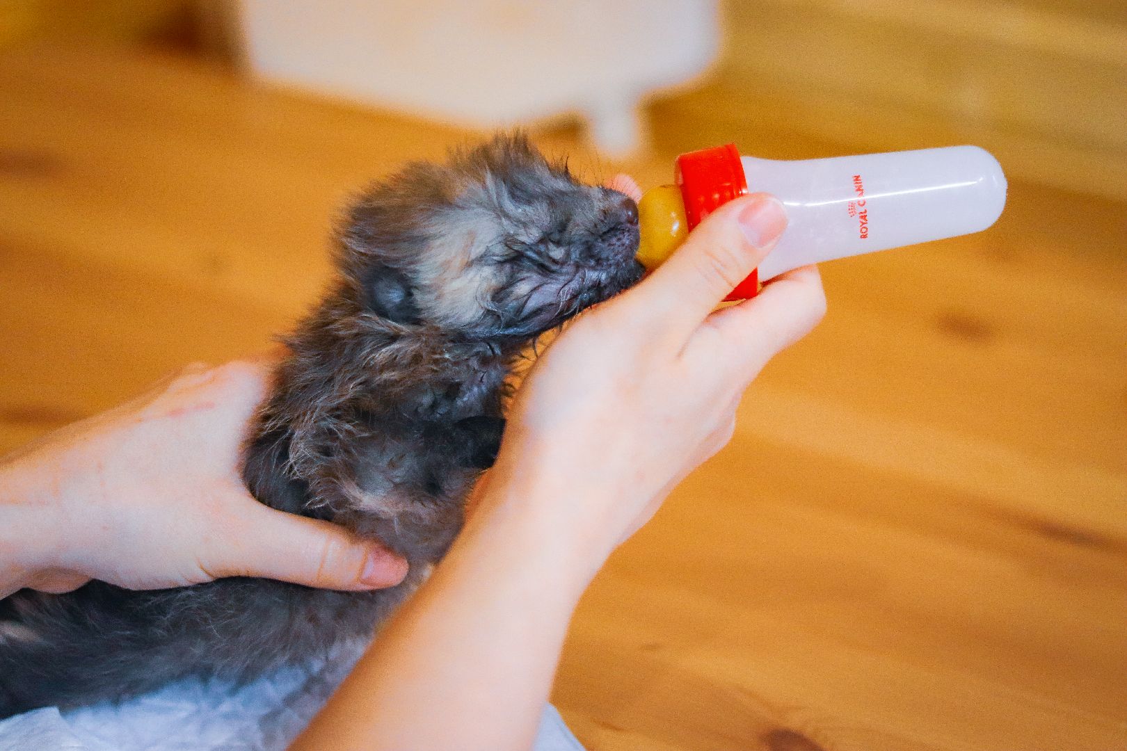 Клин, общество, животные, спасение животных, экология,