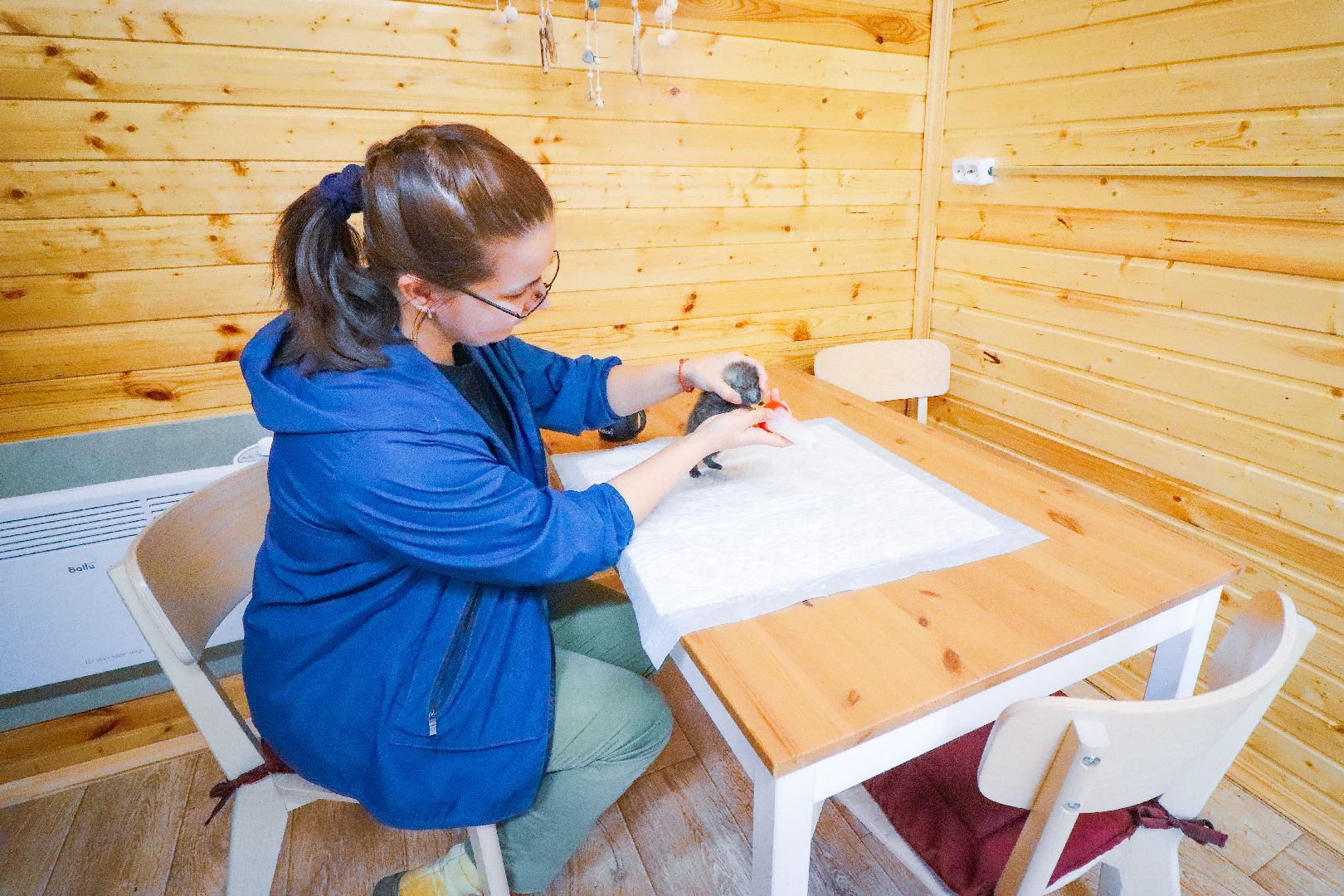 Клин, общество, животные, спасение животных, экология,