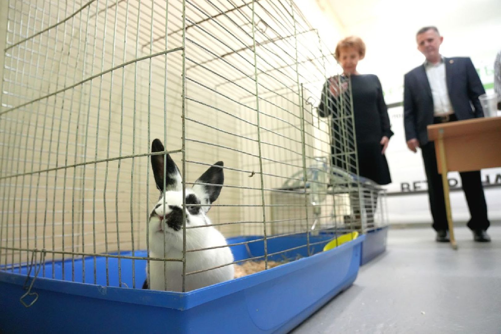 образование, сергиево-посадский колледж, профессионалы, сергиево-посадский городской округ, сергиев посад, колледж, ветеринария,