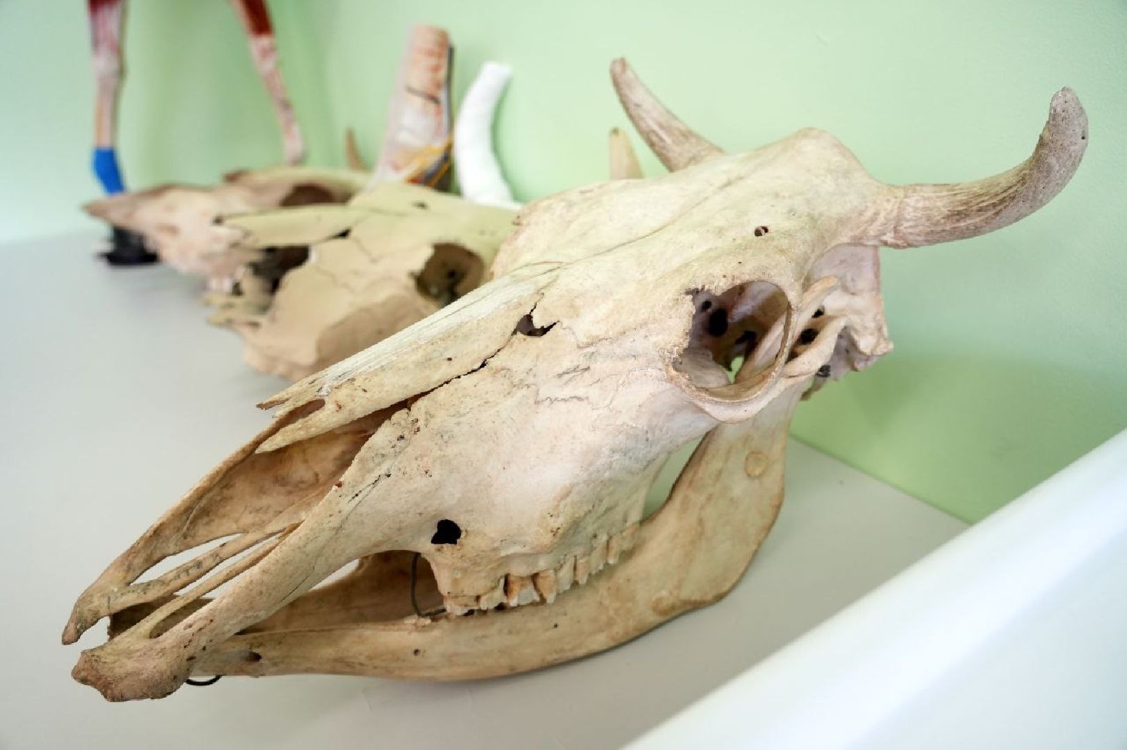 образование, сергиево-посадский колледж, профессионалы, сергиево-посадский городской округ, сергиев посад, колледж, ветеринария,