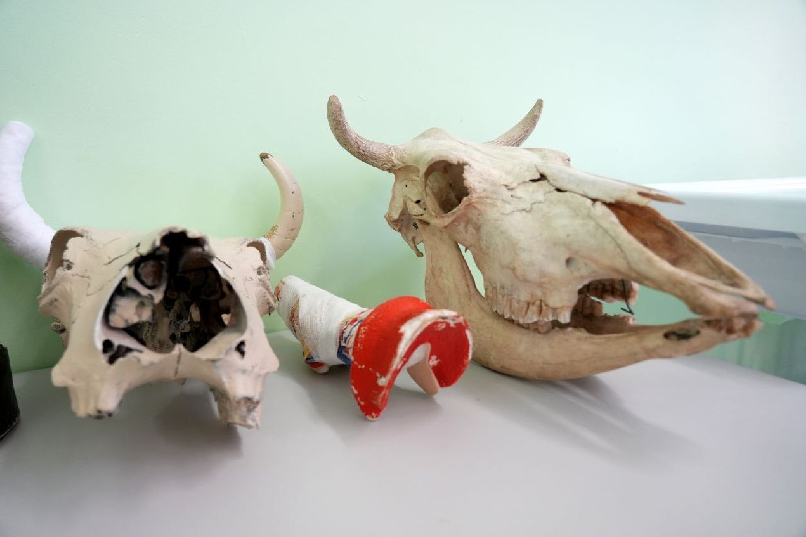 образование, сергиево-посадский колледж, профессионалы, сергиево-посадский городской округ, сергиев посад, колледж, ветеринария,