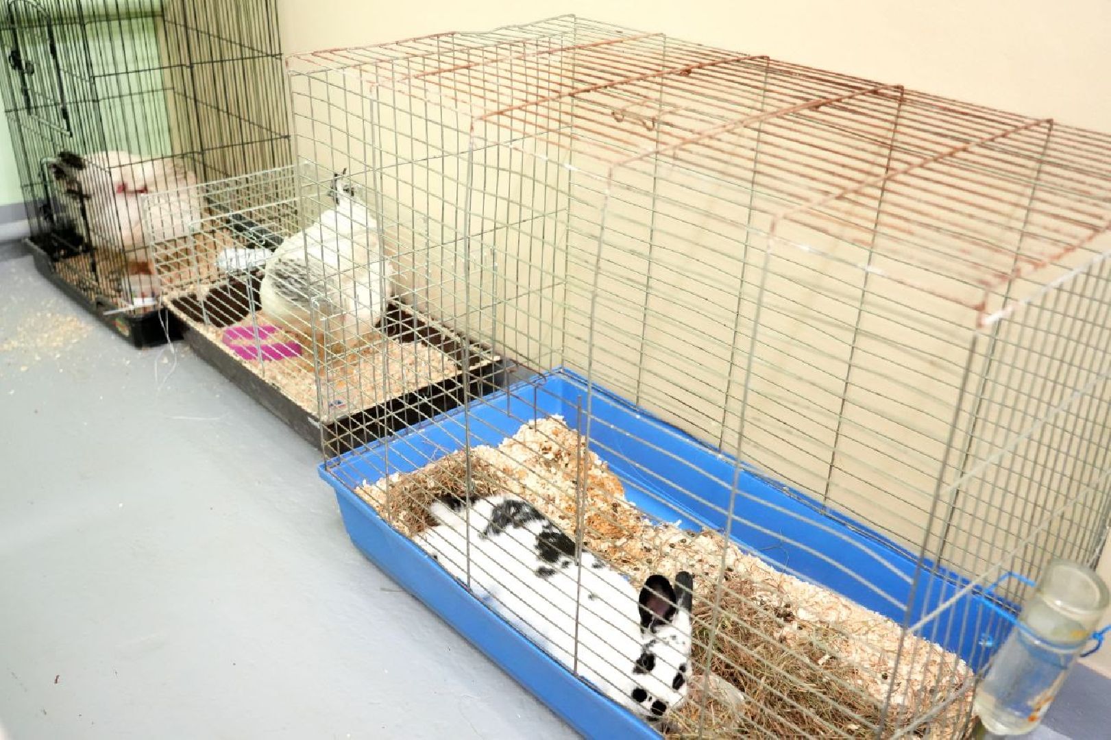 образование, сергиево-посадский колледж, профессионалы, сергиево-посадский городской округ, сергиев посад, колледж, ветеринария,