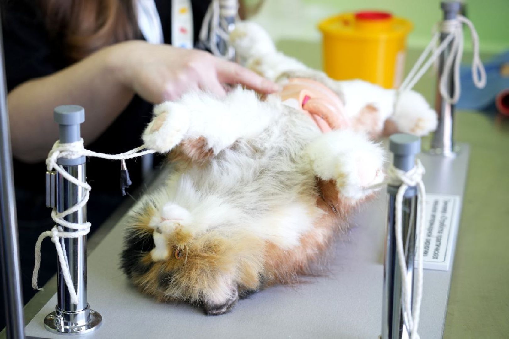 образование, сергиево-посадский колледж, профессионалы, сергиево-посадский городской округ, сергиев посад, колледж, ветеринария,