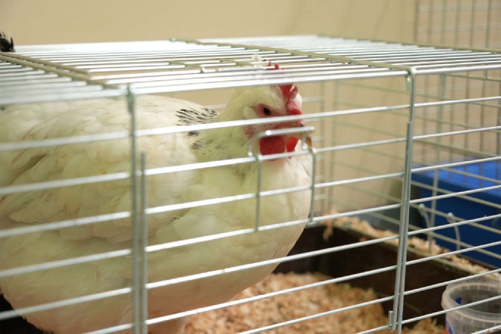 образование, сергиево-посадский колледж, профессионалы, сергиево-посадский городской округ, сергиев посад, колледж, ветеринария,