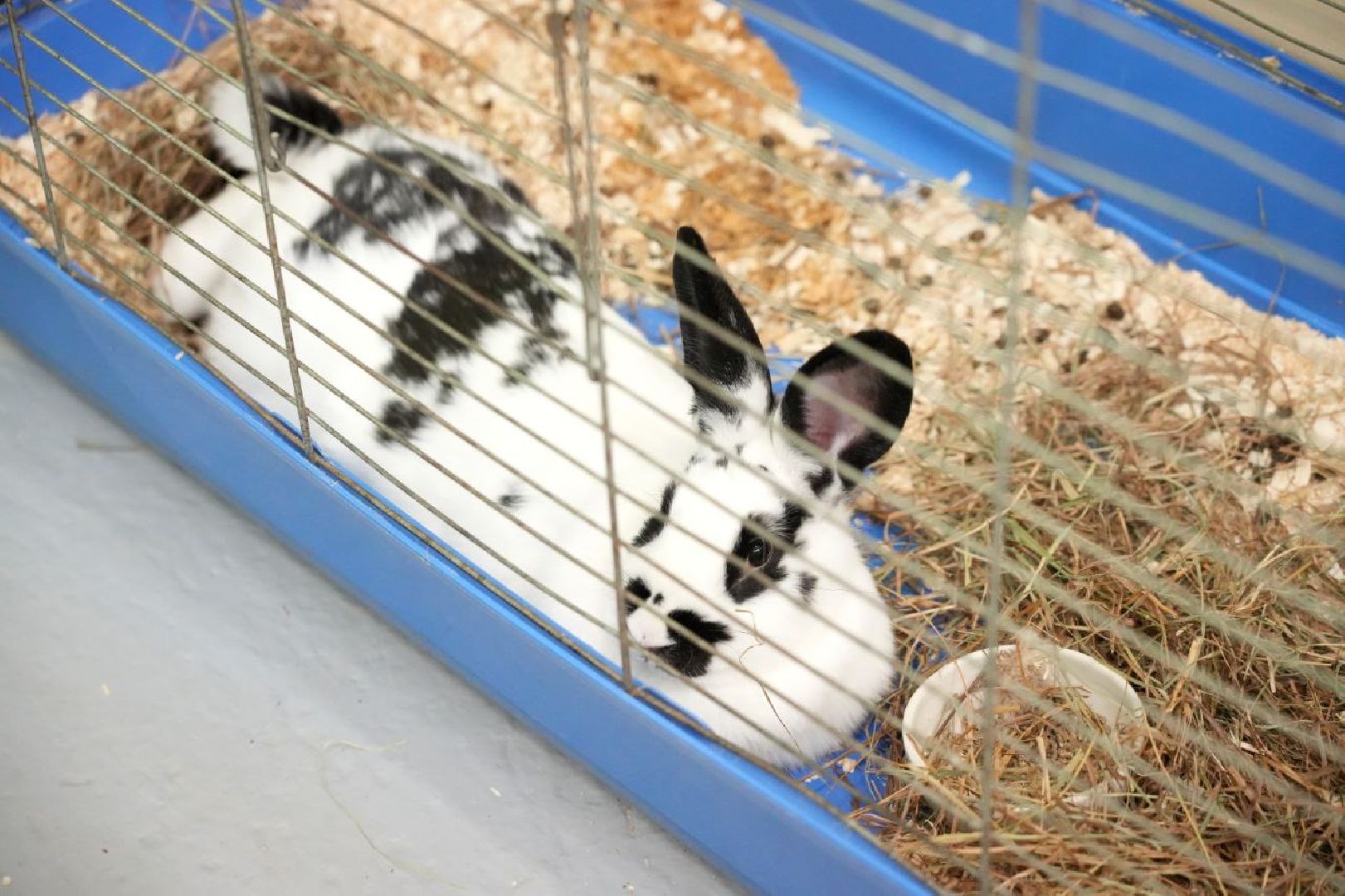 образование, сергиево-посадский колледж, профессионалы, сергиево-посадский городской округ, сергиев посад, колледж, ветеринария,