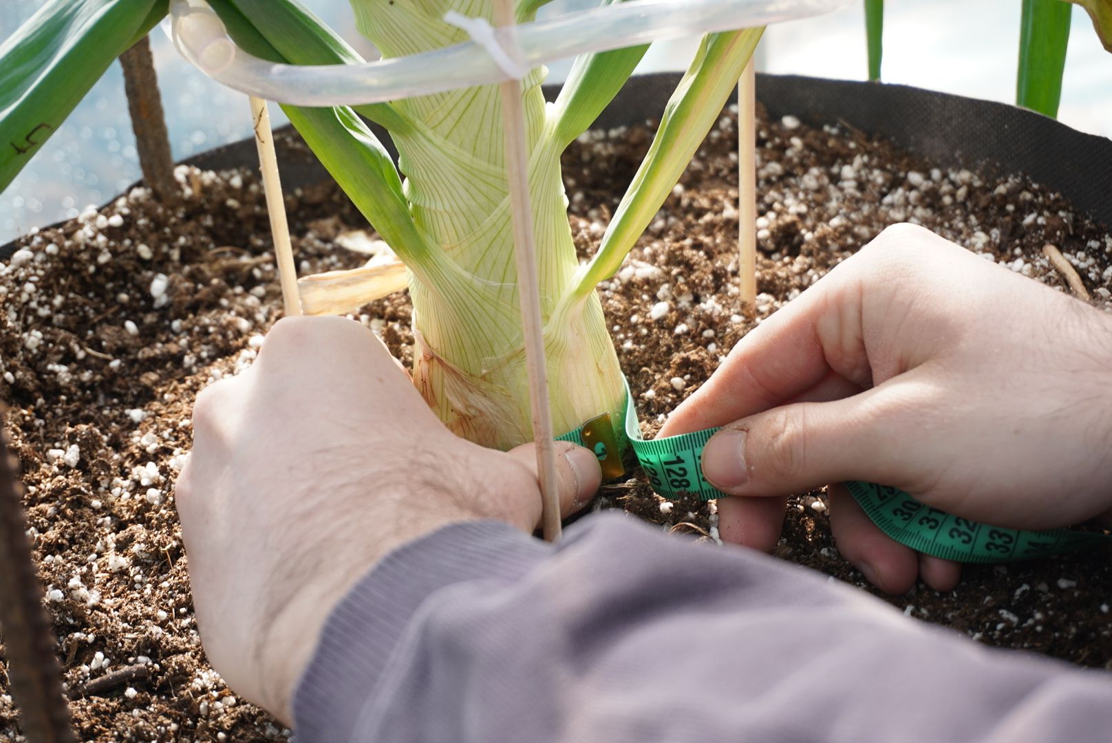 Электрогорск, Рекорд, овощи,