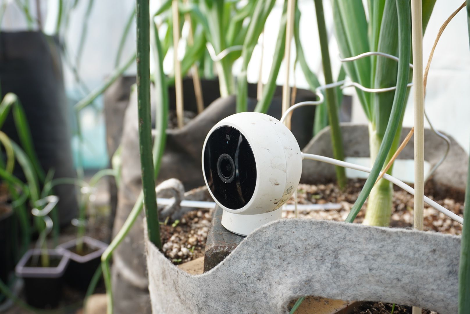 Электрогорск, Рекорд, овощи,