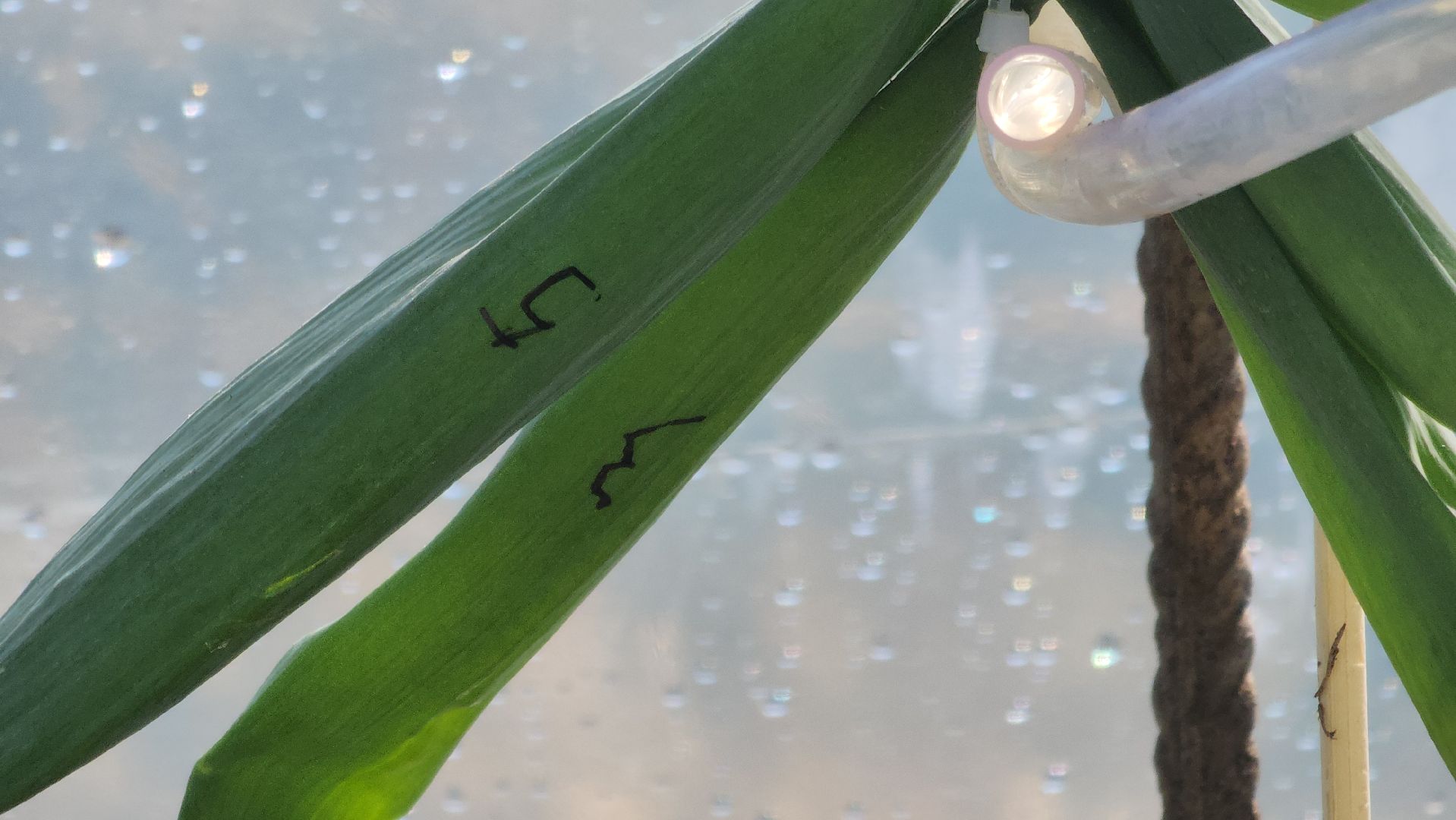 Электрогорск, Рекорд, овощи,