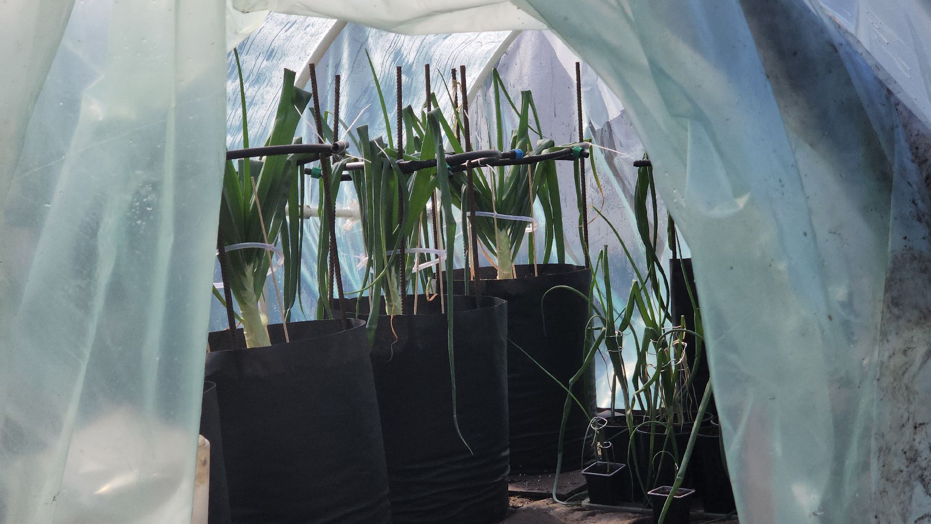 Электрогорск, Рекорд, овощи,