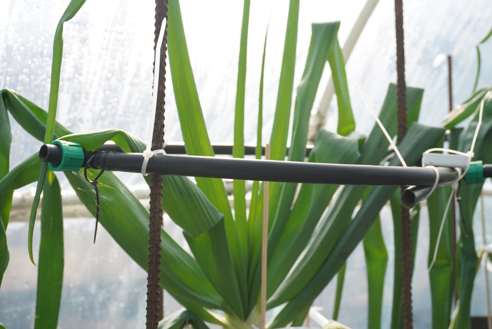 Электрогорск, Рекорд, овощи,