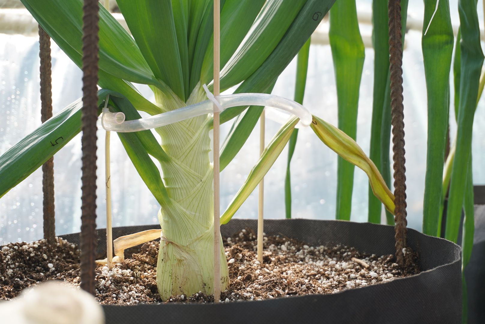 Электрогорск, Рекорд, овощи,