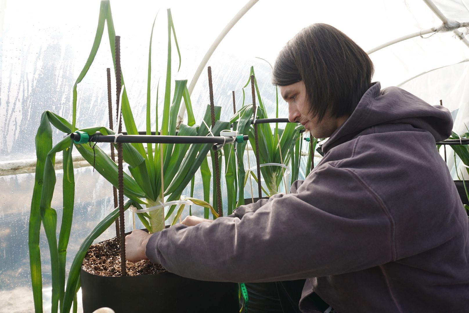 Электрогорск, Рекорд, овощи,