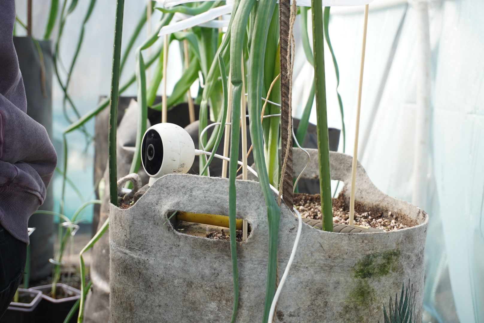 Электрогорск, Рекорд, овощи,