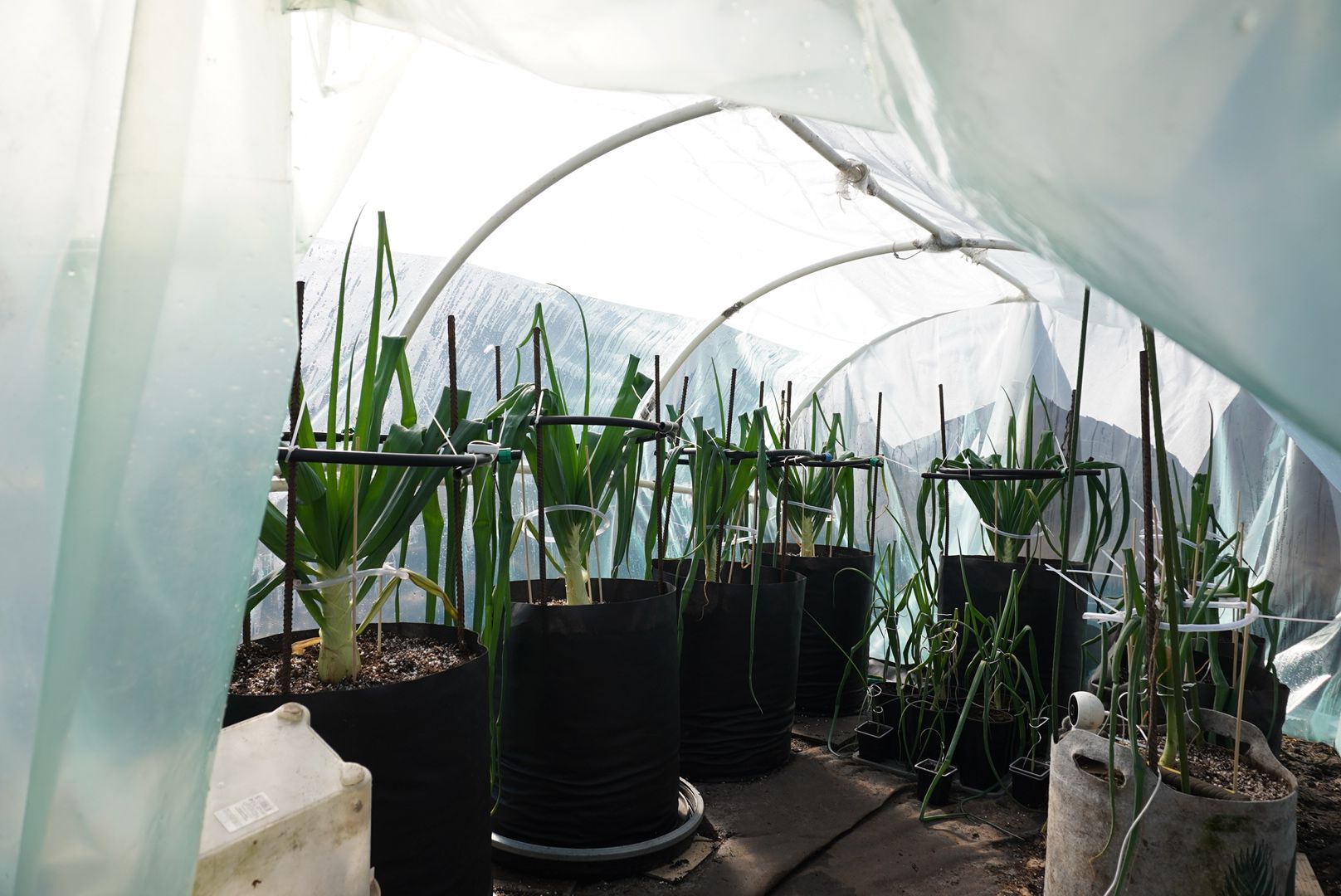 Электрогорск, Рекорд, овощи,