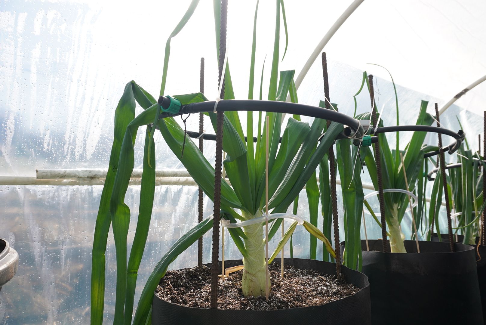 Электрогорск, Рекорд, овощи,