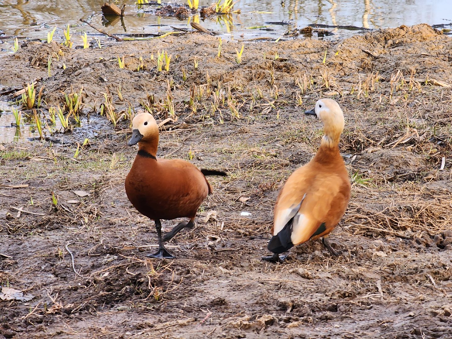 пушкино, благоустройство, утки, экология подмосковья,