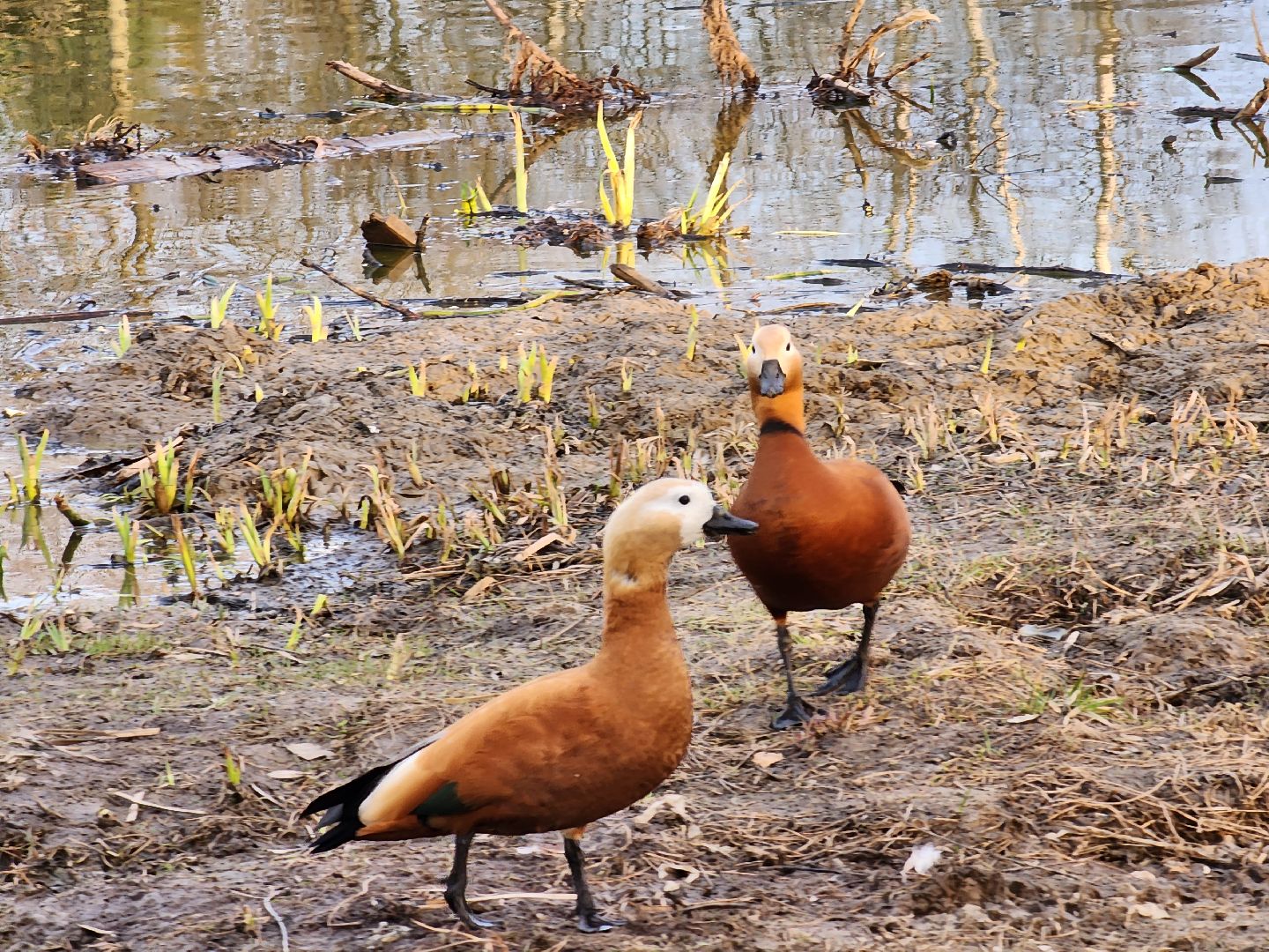 пушкино, благоустройство, утки, экология подмосковья,