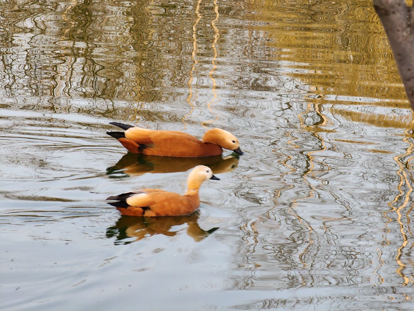 пушкино, благоустройство, утки, экология подмосковья,