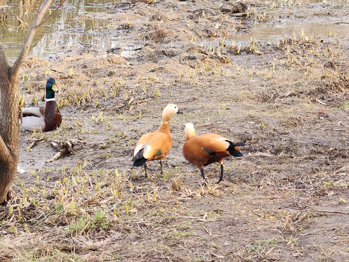 пушкино, благоустройство, утки, экология подмосковья,