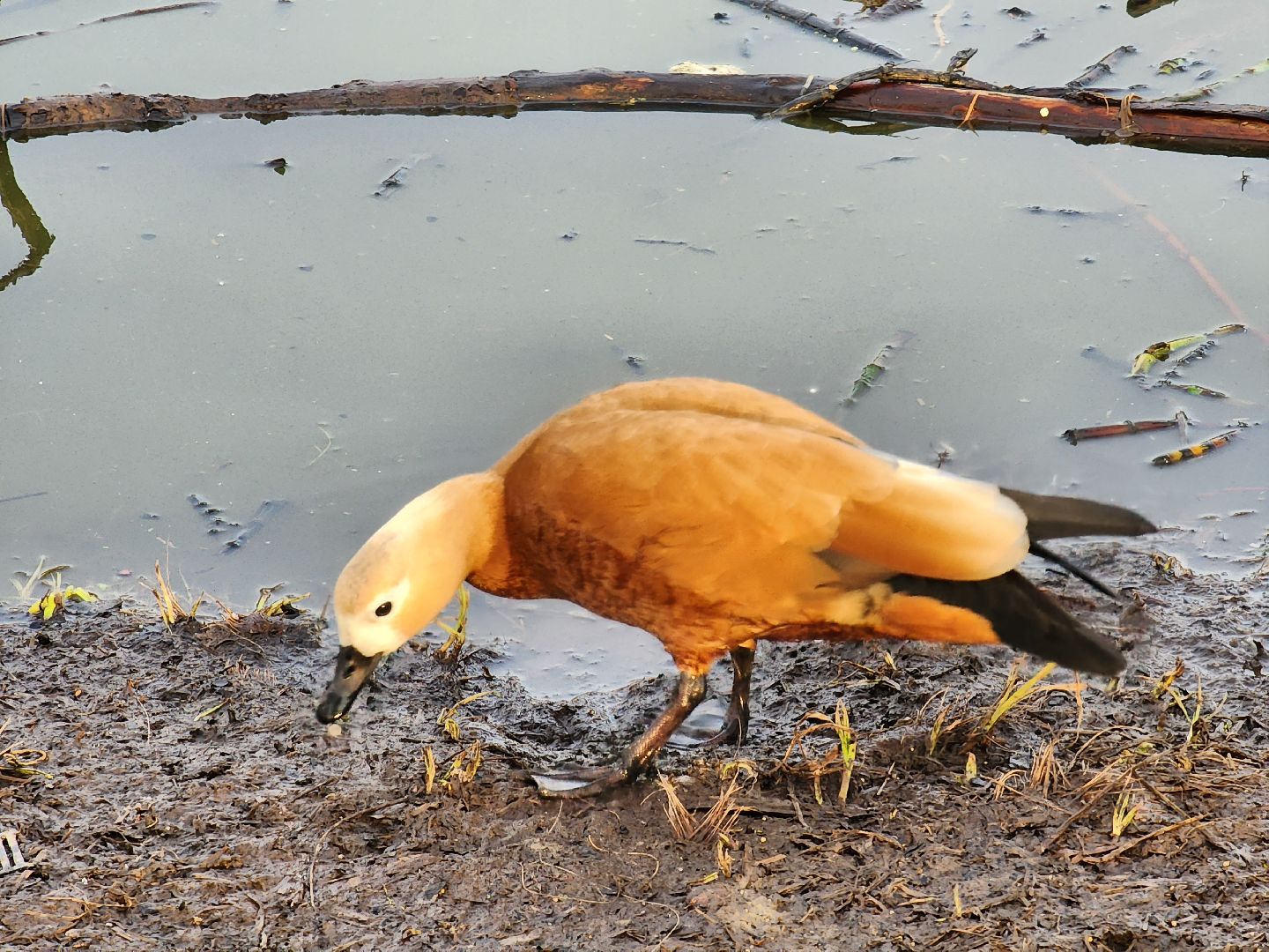 пушкино, благоустройство, утки, экология подмосковья,