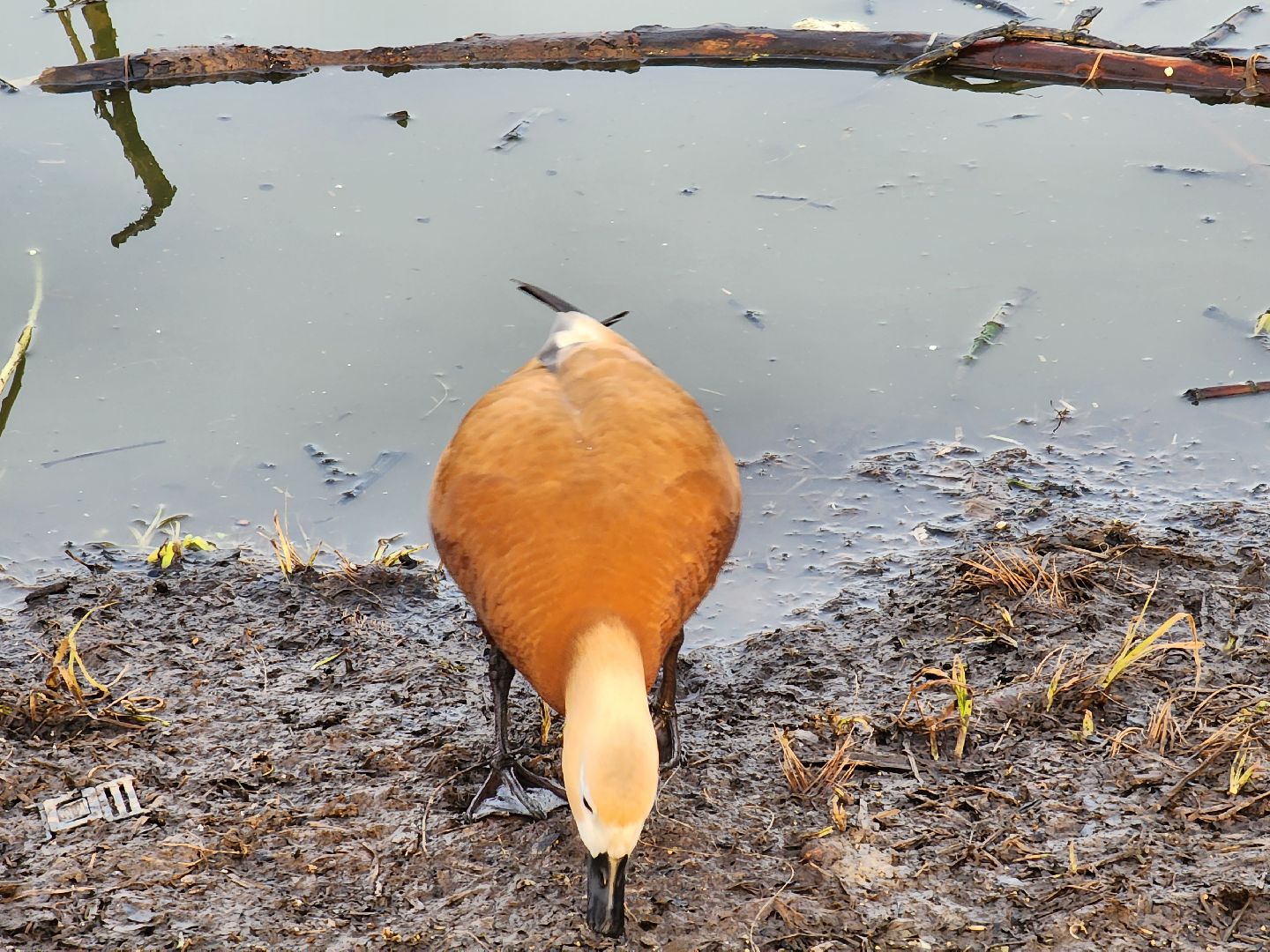 пушкино, благоустройство, утки, экология подмосковья,