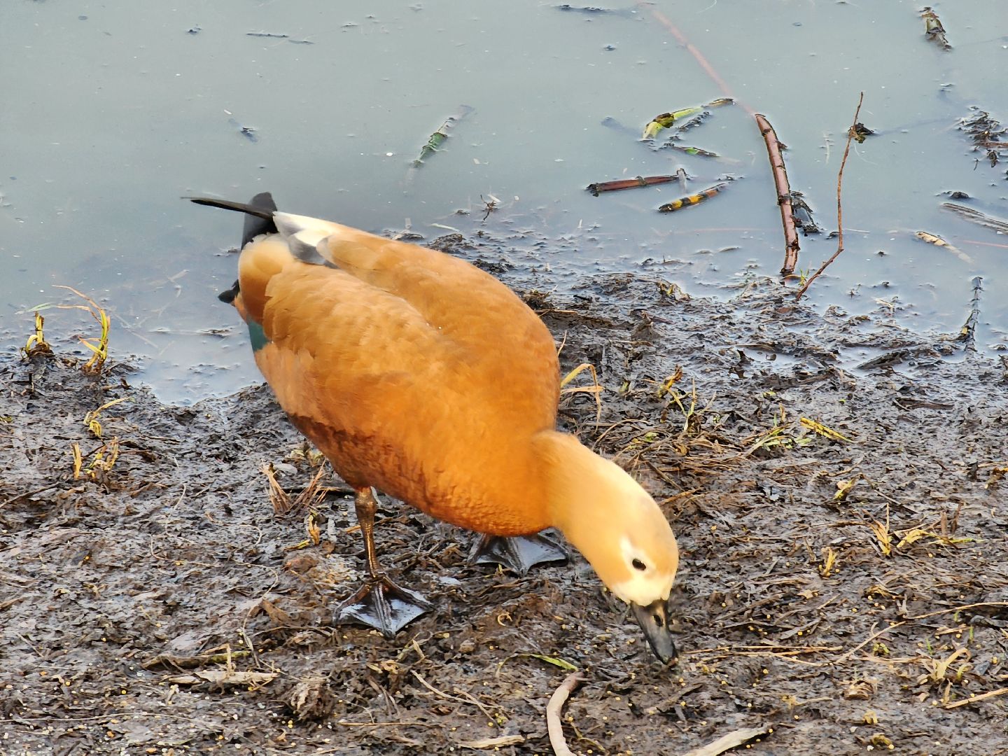 пушкино, благоустройство, утки, экология подмосковья,