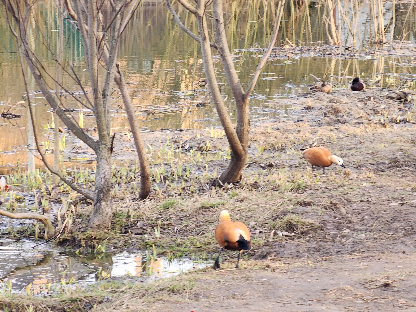 пушкино, благоустройство, утки, экология подмосковья,