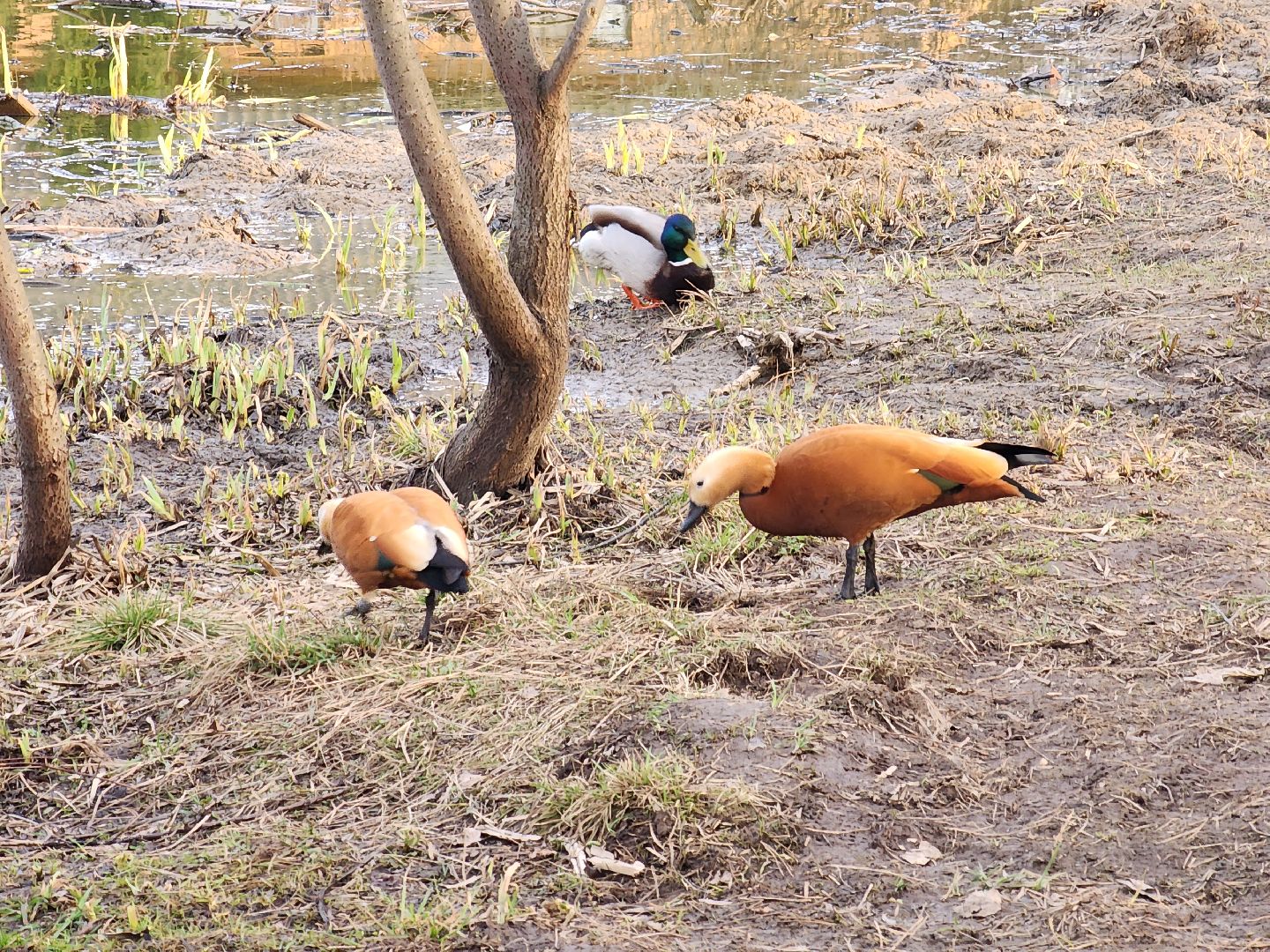 пушкино, благоустройство, утки, экология подмосковья,