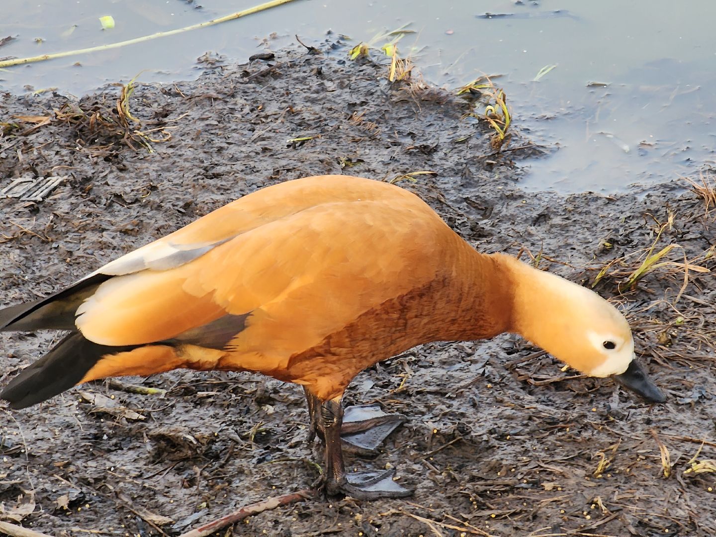 пушкино, благоустройство, утки, экология подмосковья,