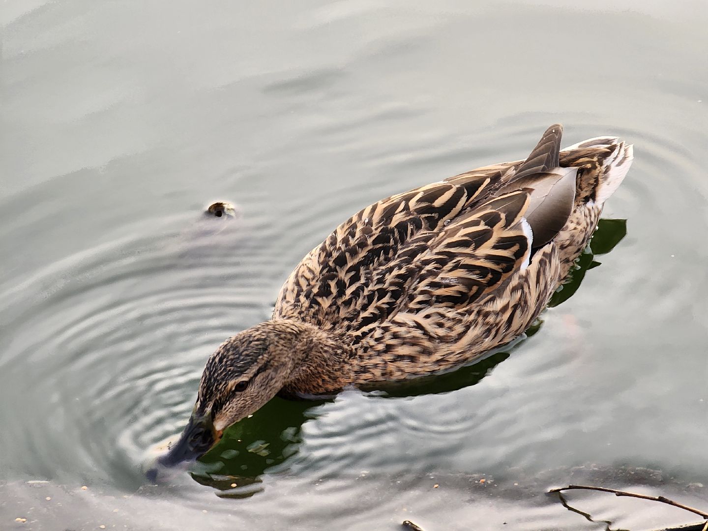 пушкино, экология подмосковья, огари,