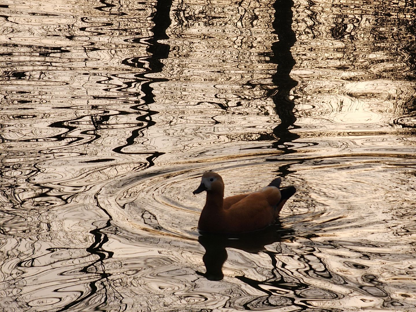пушкино, экология подмосковья, огари,