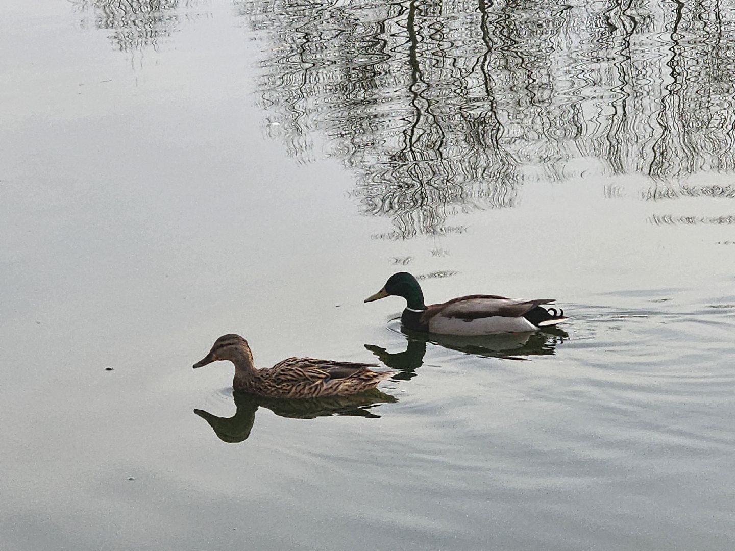 пушкино, экология подмосковья, огари,