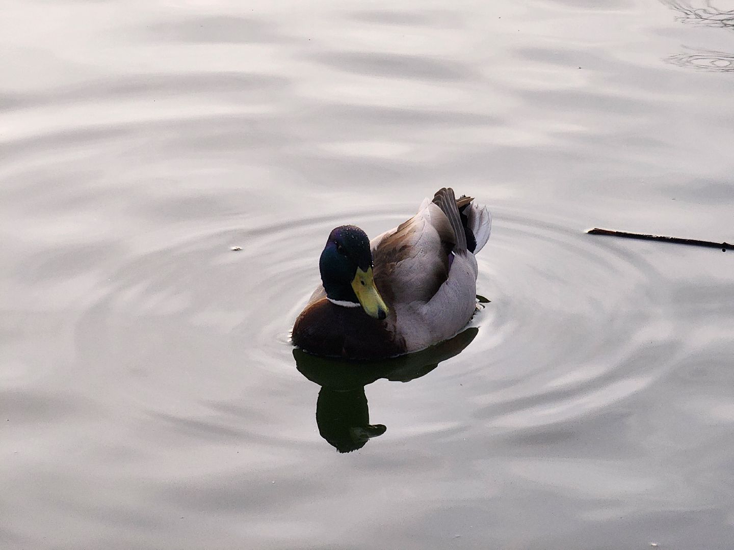 пушкино, экология подмосковья, огари,