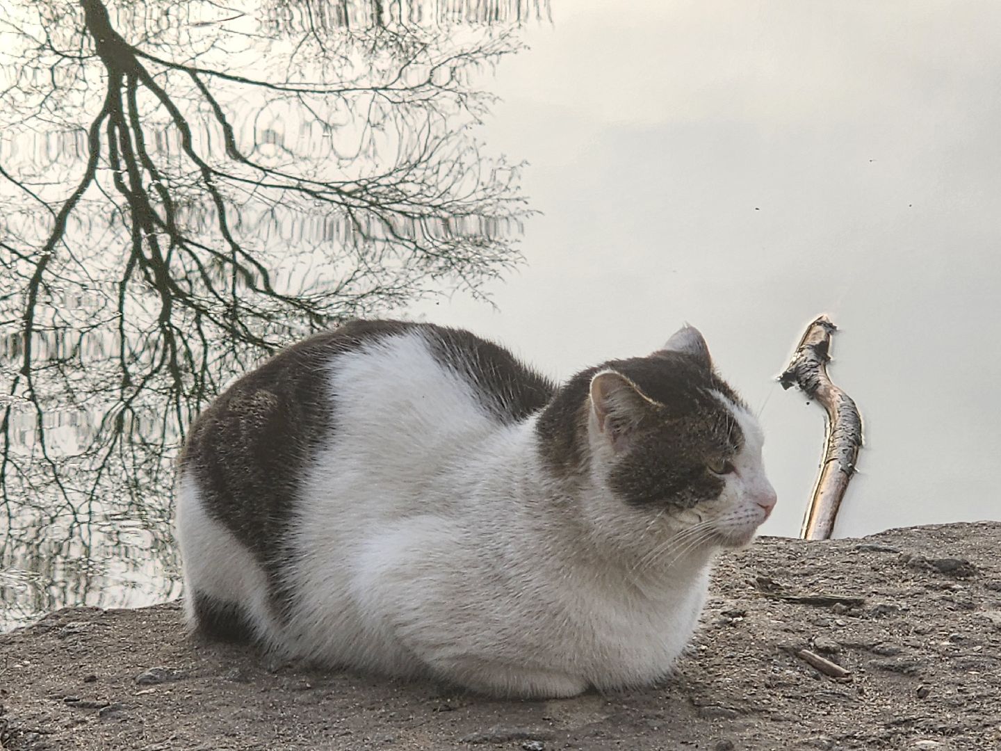 пушкино, экология подмосковья, огари,