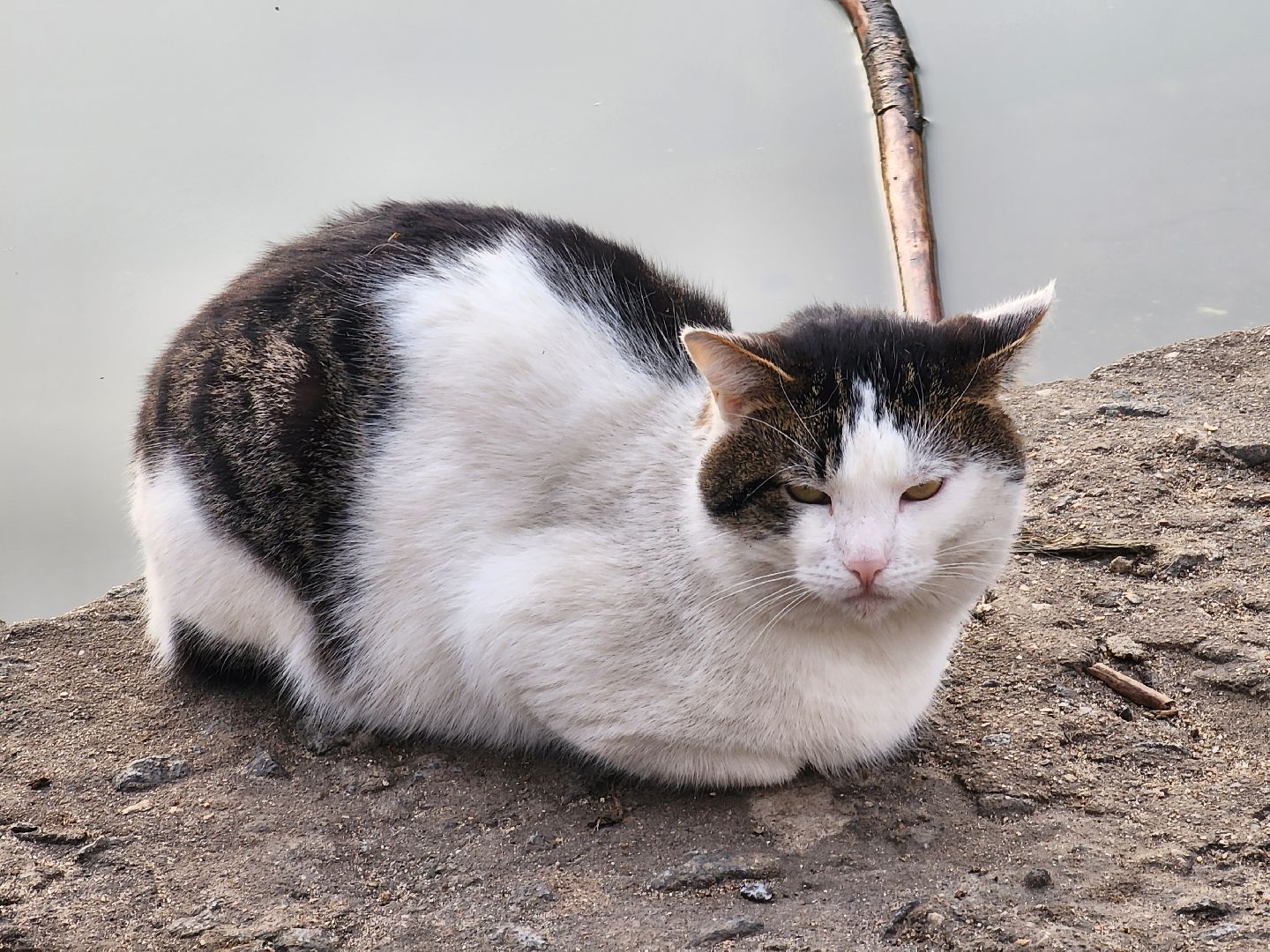 пушкино, экология подмосковья, огари,