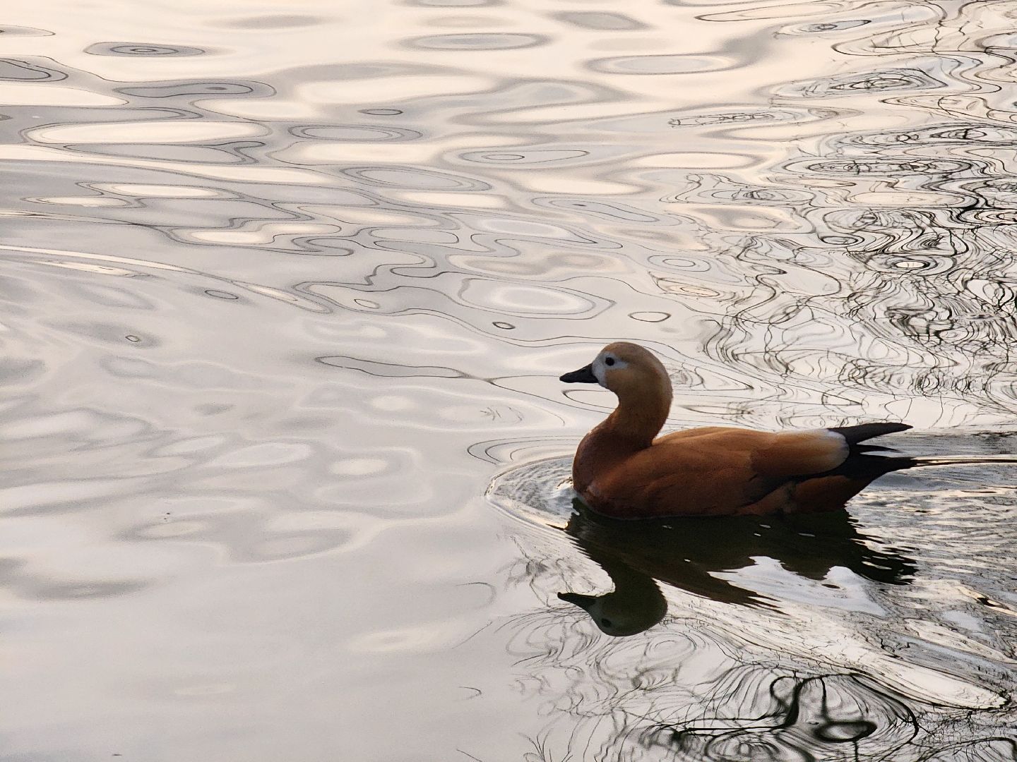 пушкино, экология подмосковья, огари,