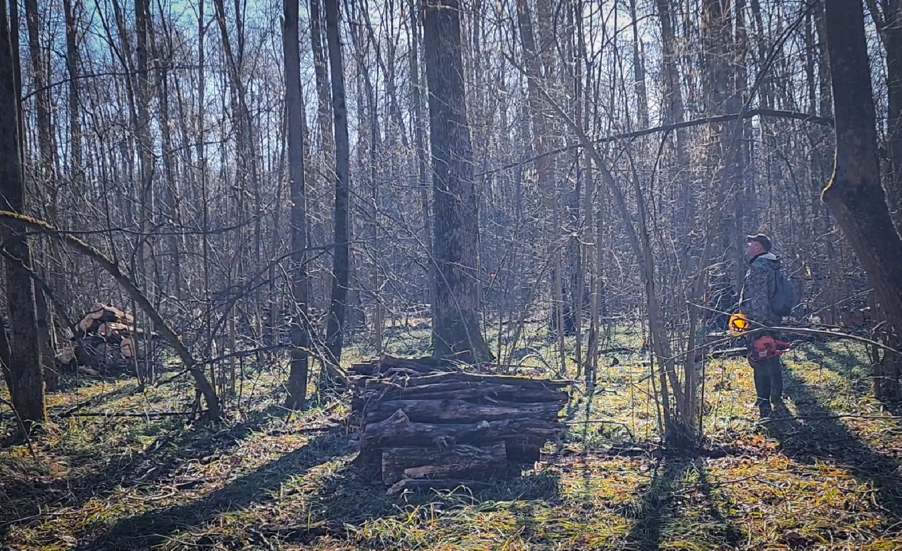 Бронницы, Лесная охрана, Уборка неликвидной древесины, Бронницкое лесничество,