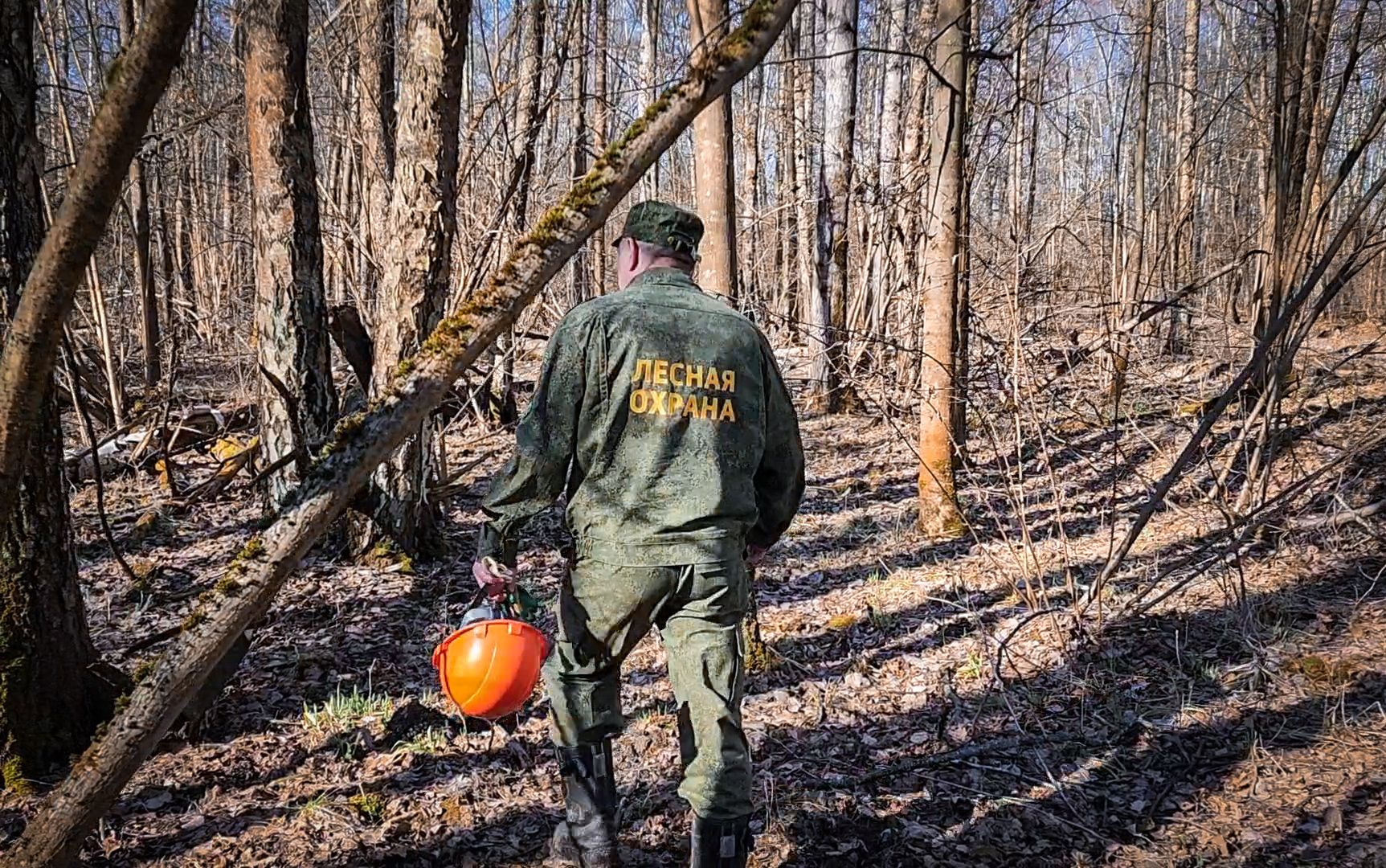 Бронницы, Лесная охрана, Уборка неликвидной древесины, Бронницкое лесничество,