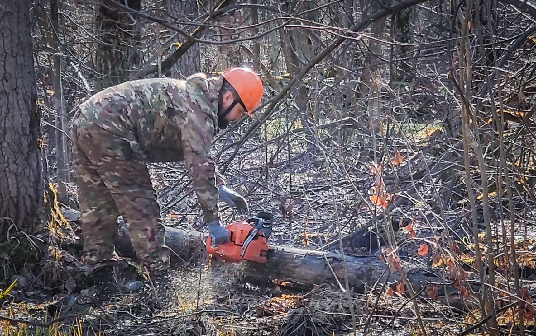 Бронницы, Лесная охрана, Уборка неликвидной древесины, Бронницкое лесничество,