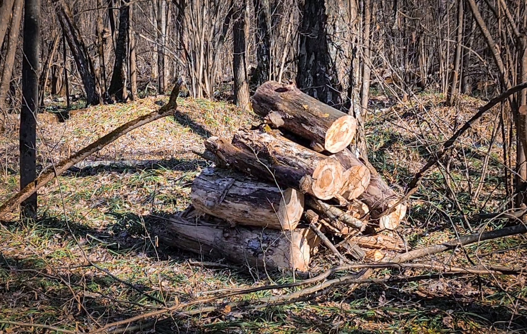 Бронницы, Лесная охрана, Уборка неликвидной древесины, Бронницкое лесничество,