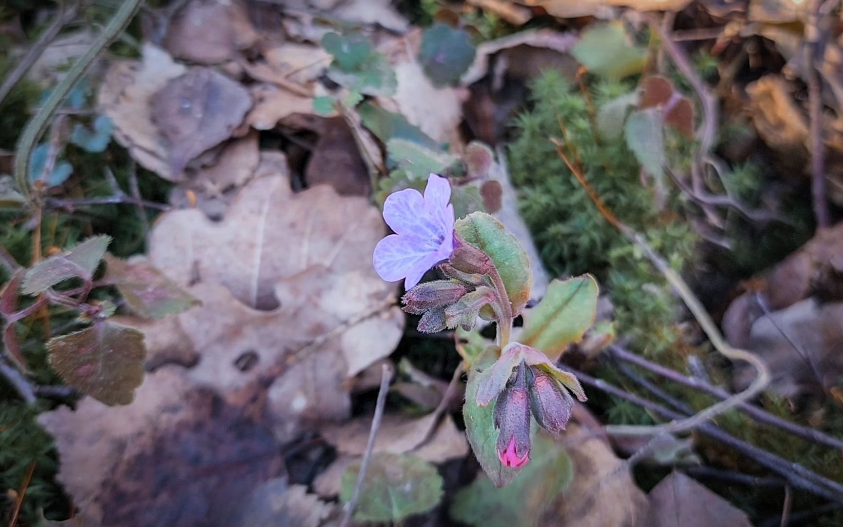 Бронницы, Лесная охрана, Уборка неликвидной древесины, Бронницкое лесничество,