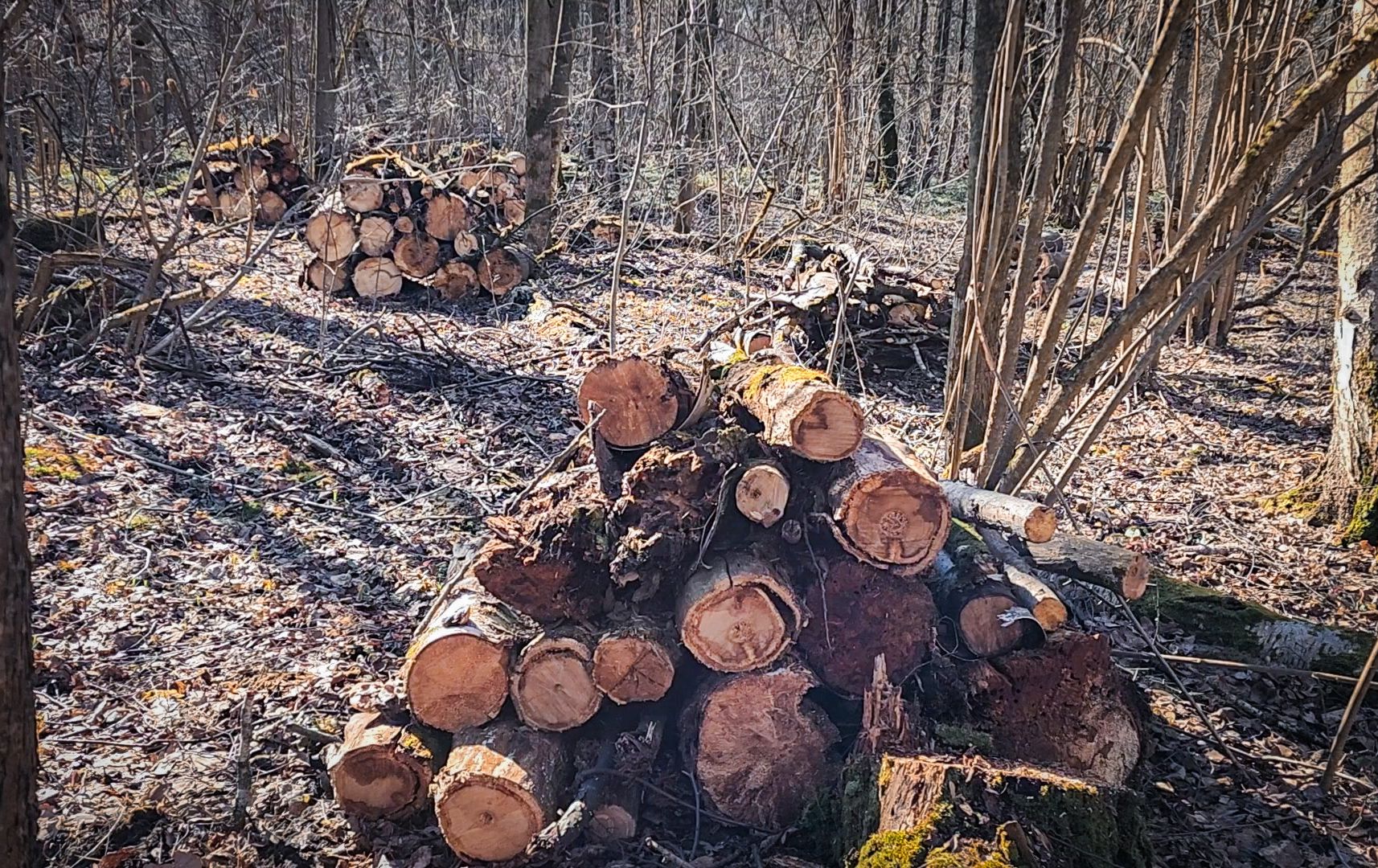 Бронницы, Лесная охрана, Уборка неликвидной древесины, Бронницкое лесничество,
